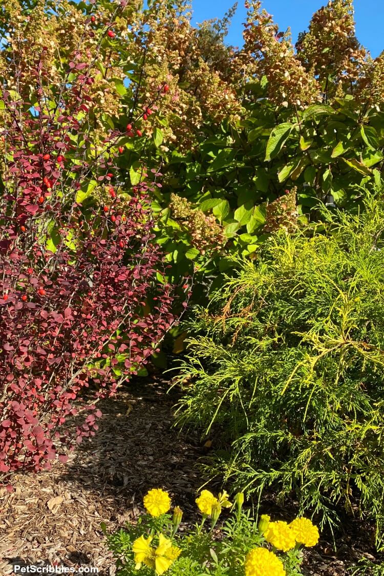 evergreens and flowering shrubs in an early Fall garden tour