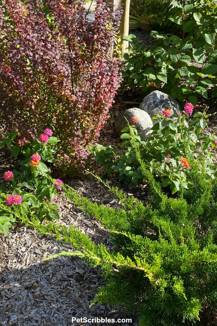 lantana blooming next to evergreens in an early Fall garden tour