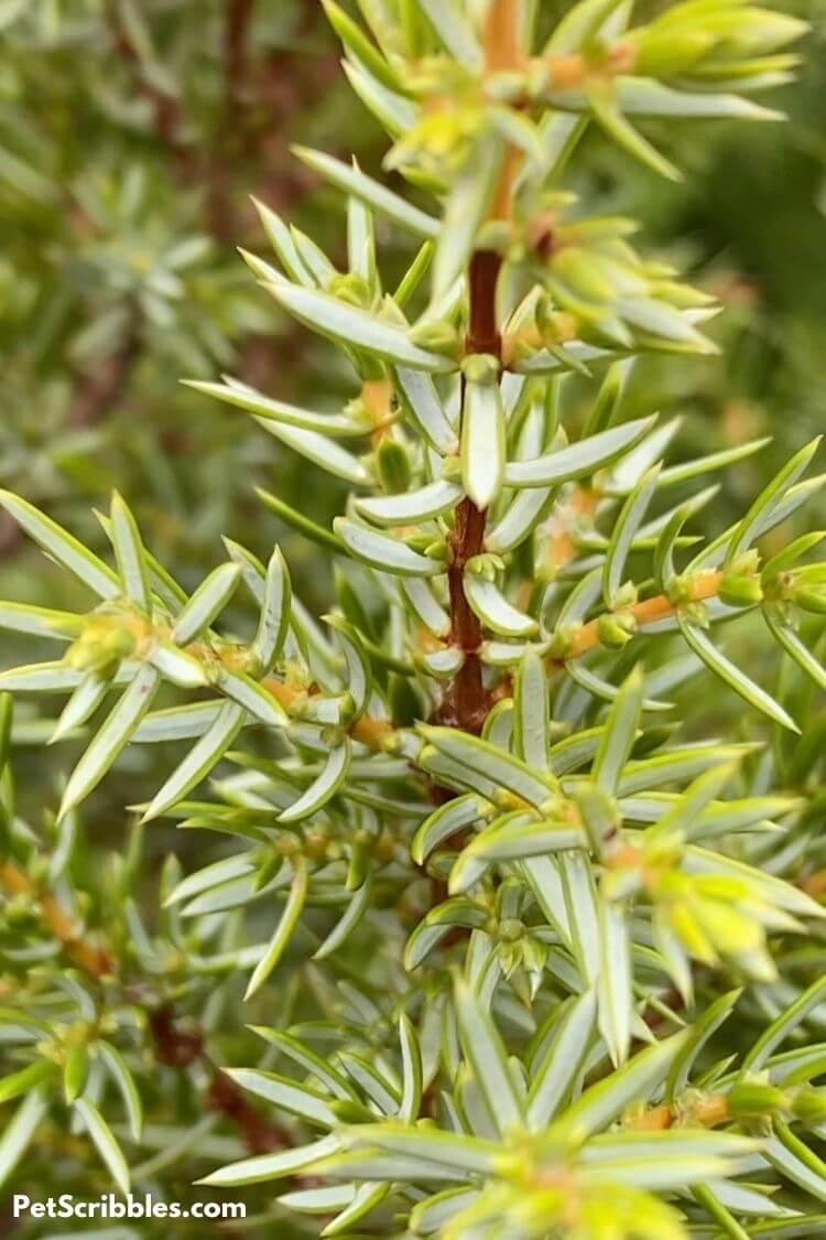 Gold Cone Juniper in Fall