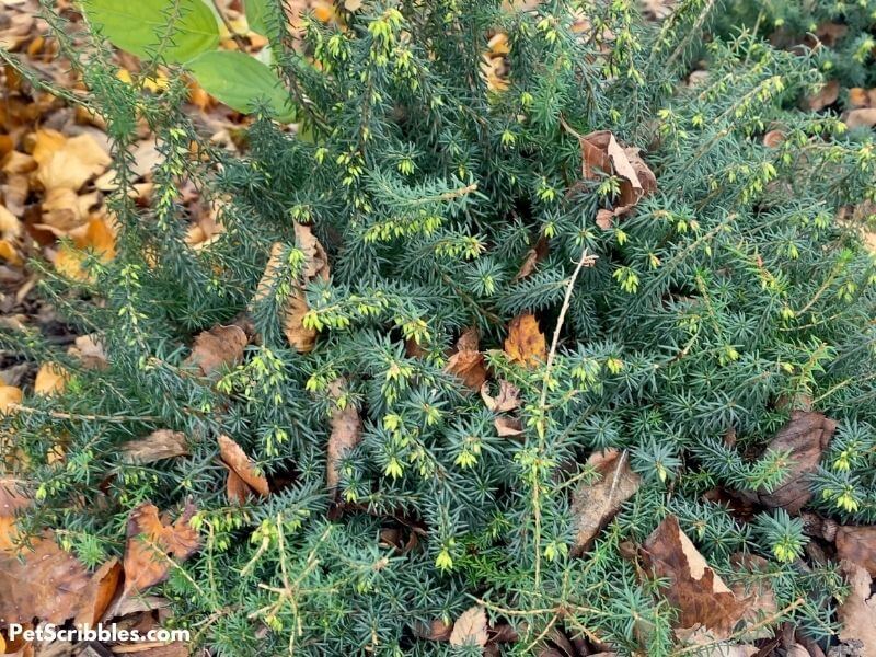 small heath shrub with flower buds