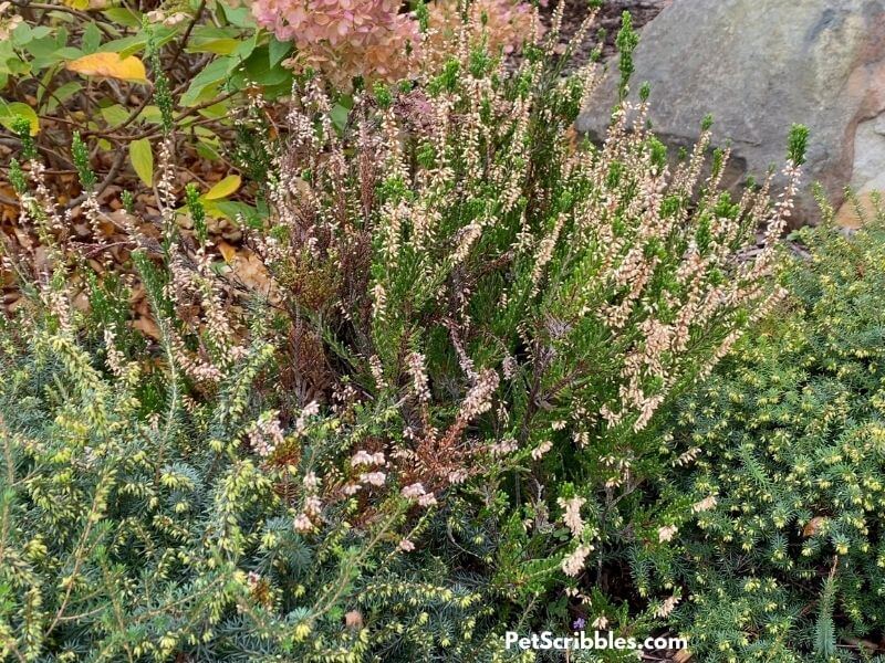 white heather plant in a Fall garden