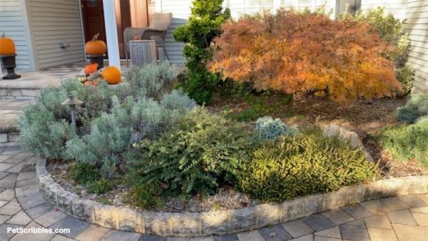 Fall color in foundation garden beds