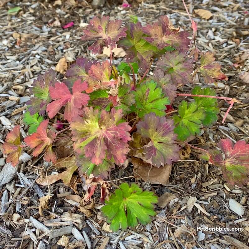 Geranium Rozanne Autumn colors