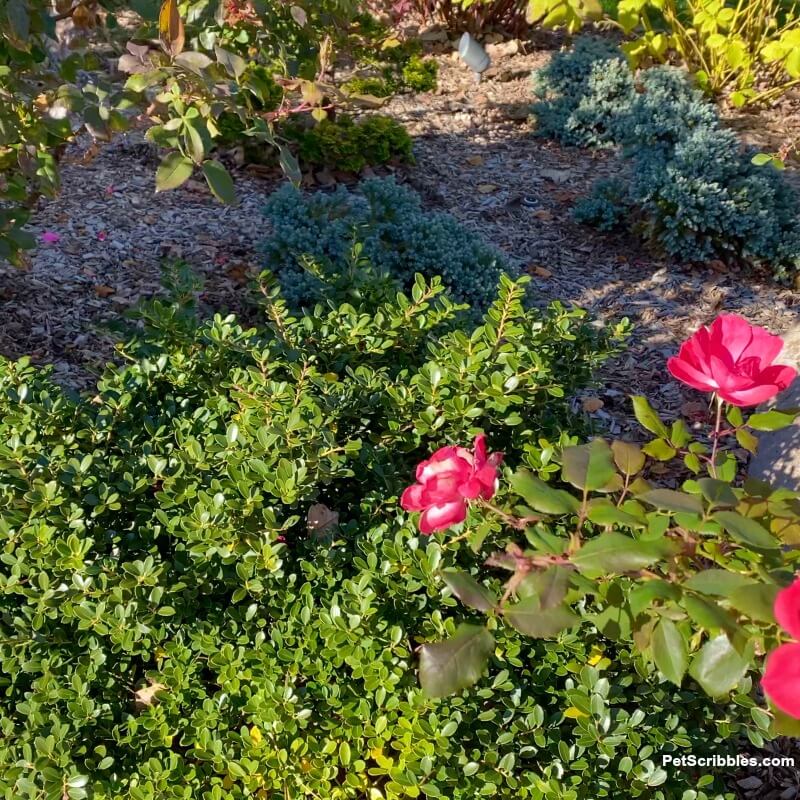 evergreen Japanese Helleri with roses in garden