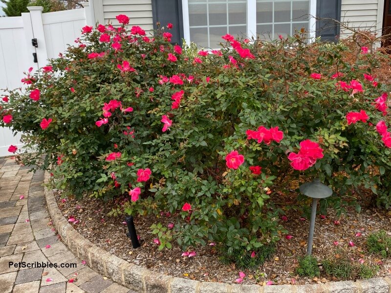 Knock Out Roses in foundation garden bed