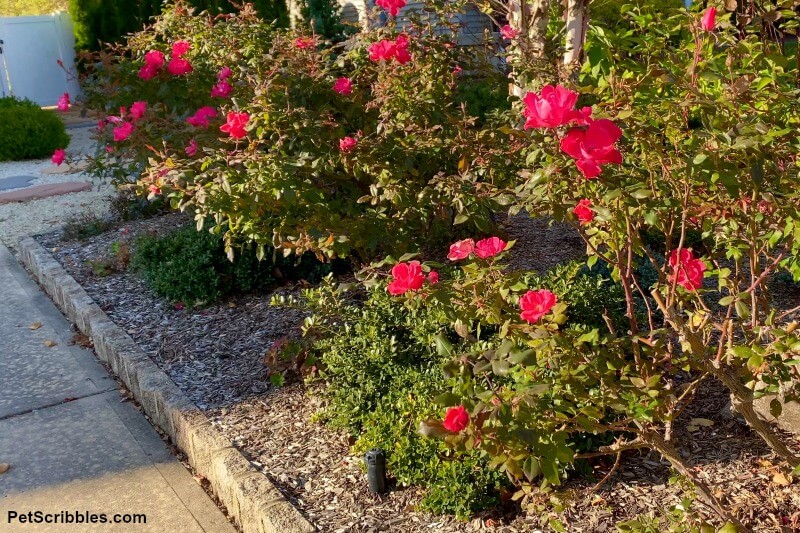 Knockout Rose shrubs blooming in Fall garden