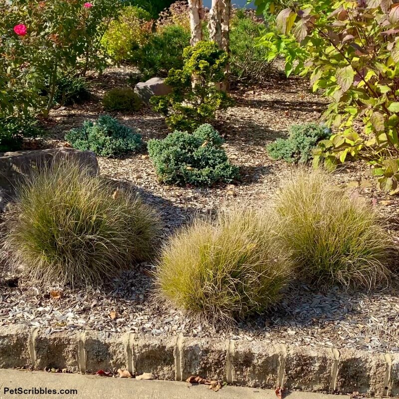 Little Bunny Grasses in a Fall garden