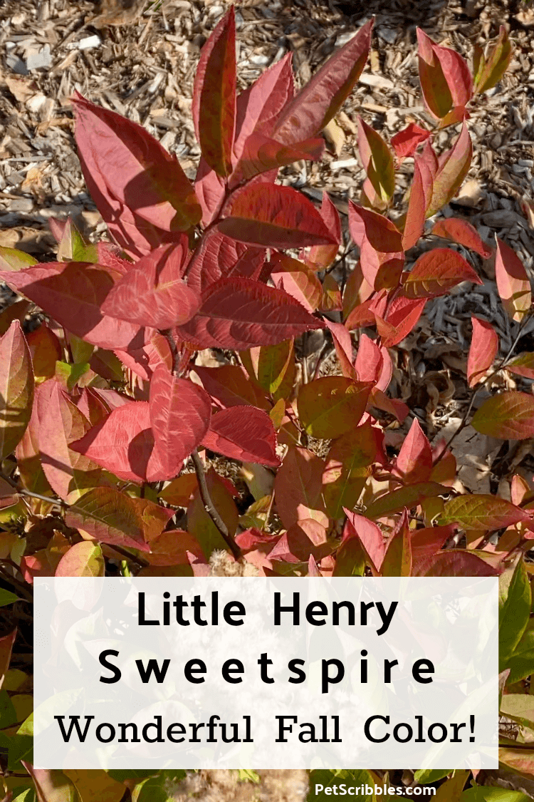 red Fall color of Little Henry Sweetspire shrub