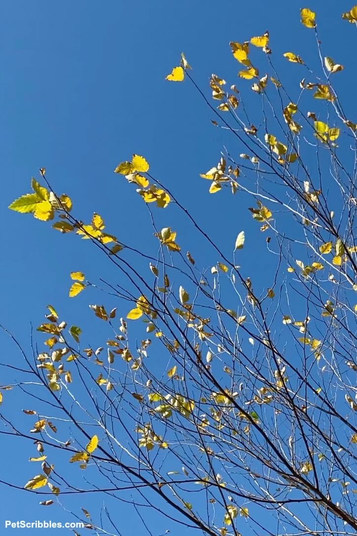 River Birch Tree golden leaves against a blue sky