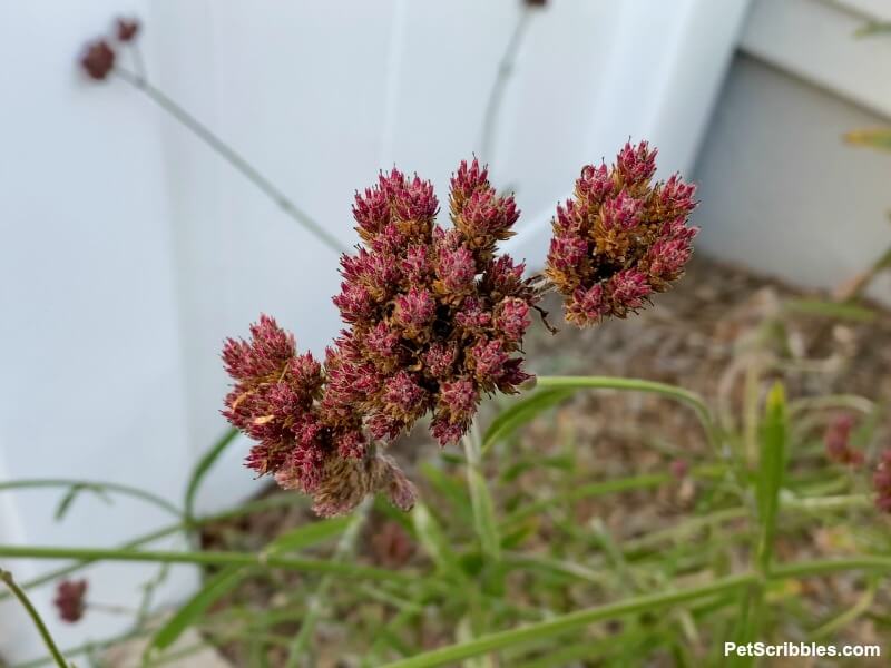 Verbena bonariensis dried flowers in Fall garden