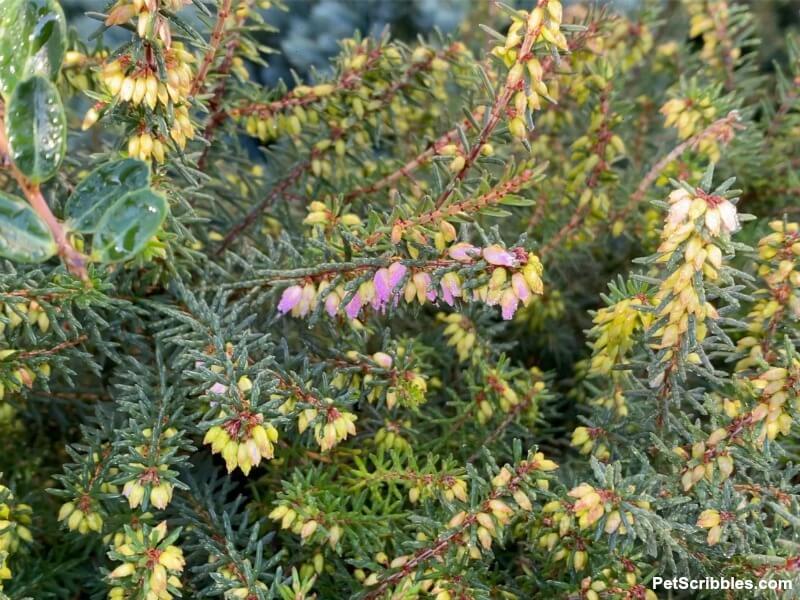 early Winter heath blooms beginning to open