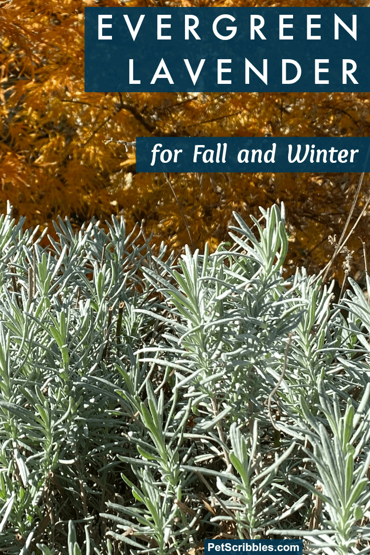 evergreen lavender in front of ornamental maple