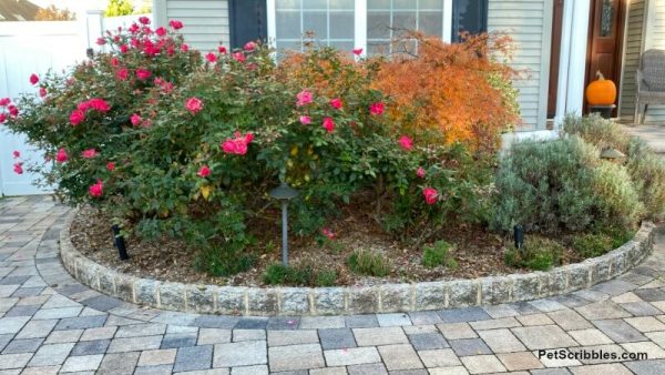 foundation garden beds in Fall