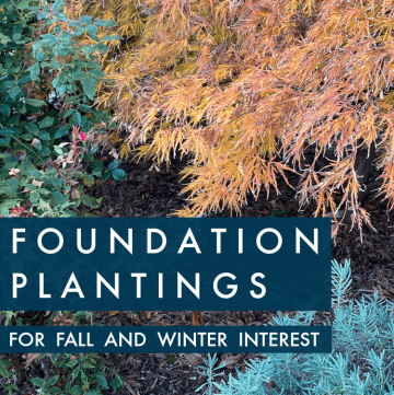 foundation plantings for Fall and Winter interest
