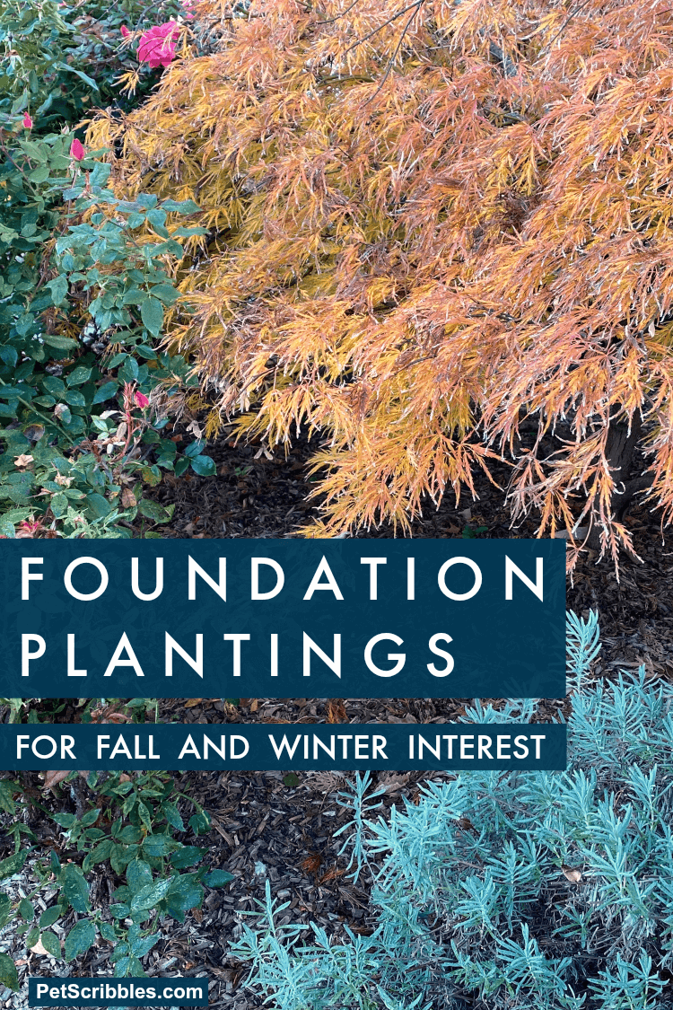 foundation plantings for Fall and Winter interest