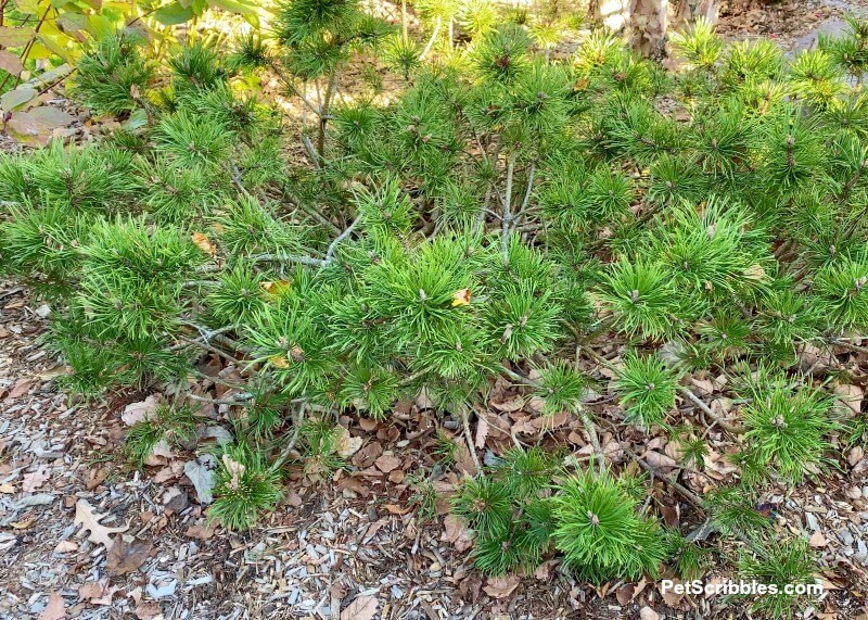 large mugo pine evergreen shrub