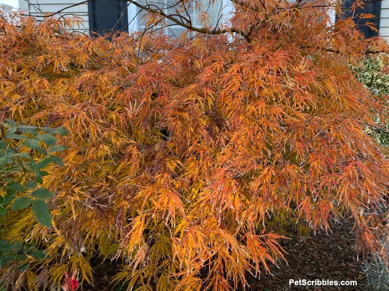 ornamental Japanese maple Fall color