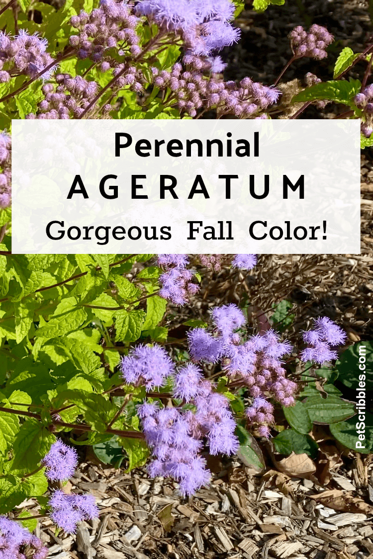 perwinkle flowers of perennial Ageratum in Fall