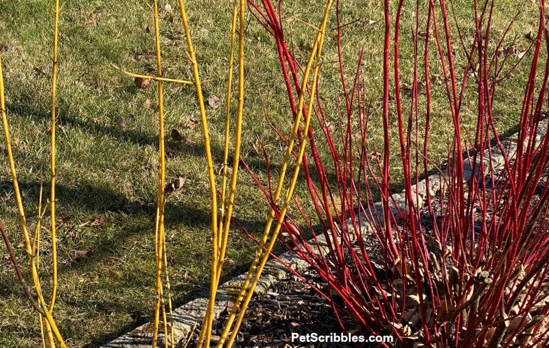 red and yellow twig dogwood stems