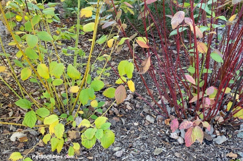 red and yellow twig dogwoods Fall color