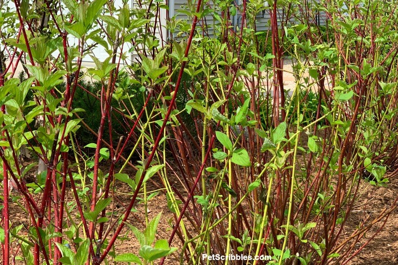 red and yellow twig dogwoods in Spring