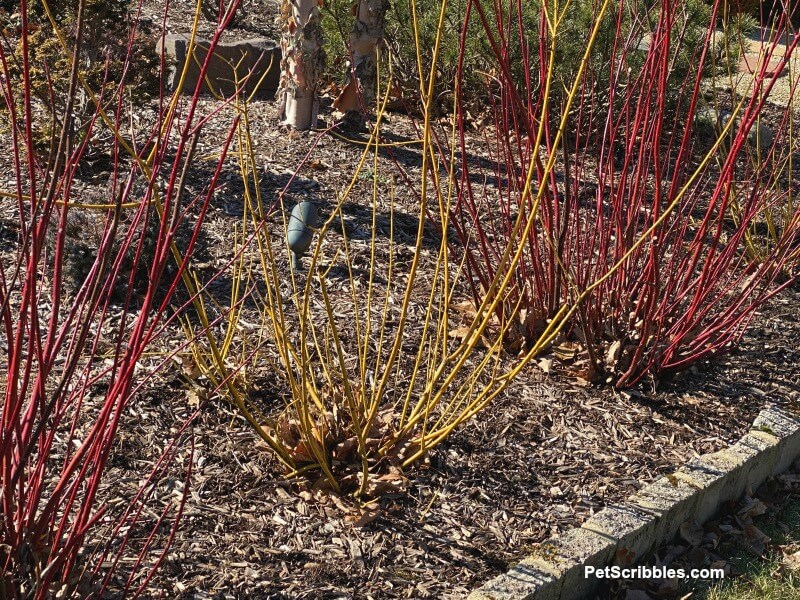 red and yellow twig dogwoods in Winter