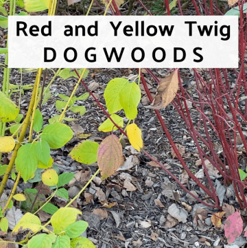 red and yellow twig dogwoods in a Fall garden