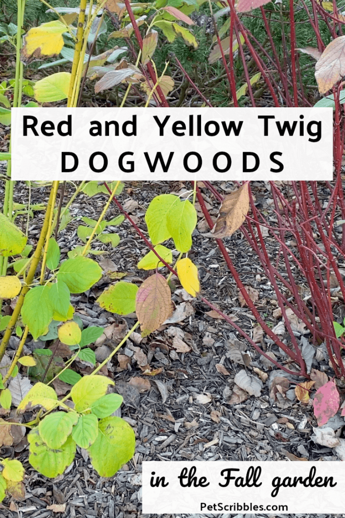 red and yellow twig dogwoods in a Fall garden
