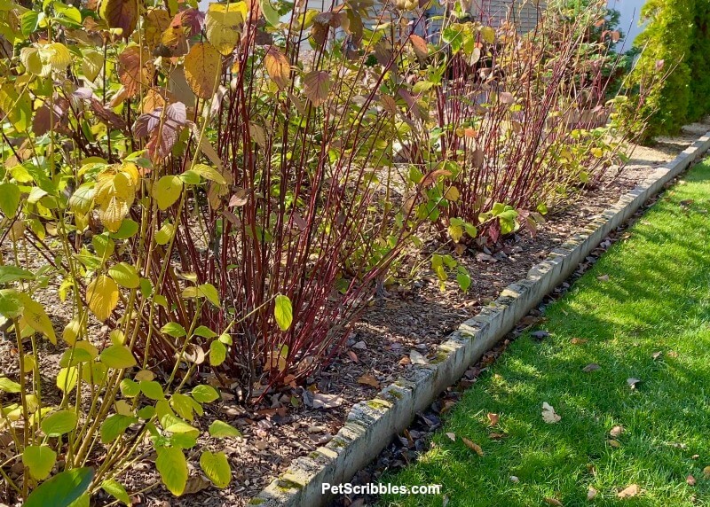 red and yellow twig dogwoods in a row