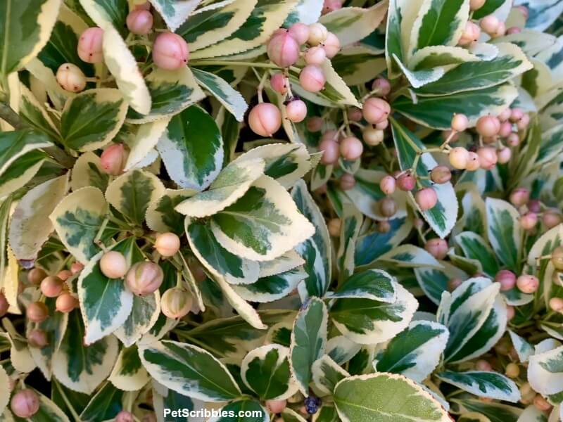 silver king euonymus berries forming on shrub