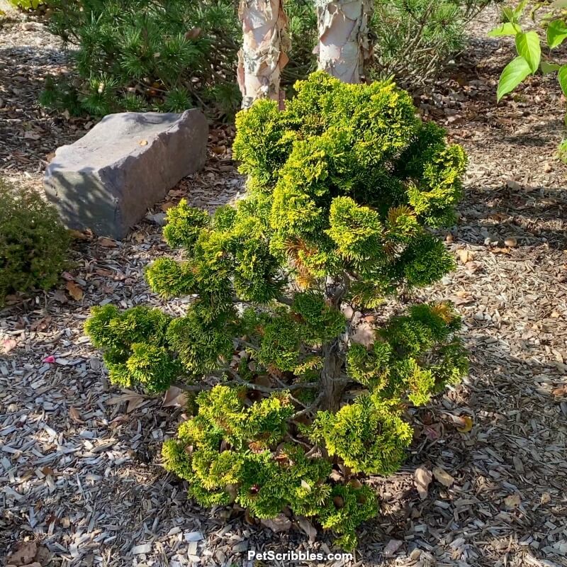 small Hinoki Cypress evergreen