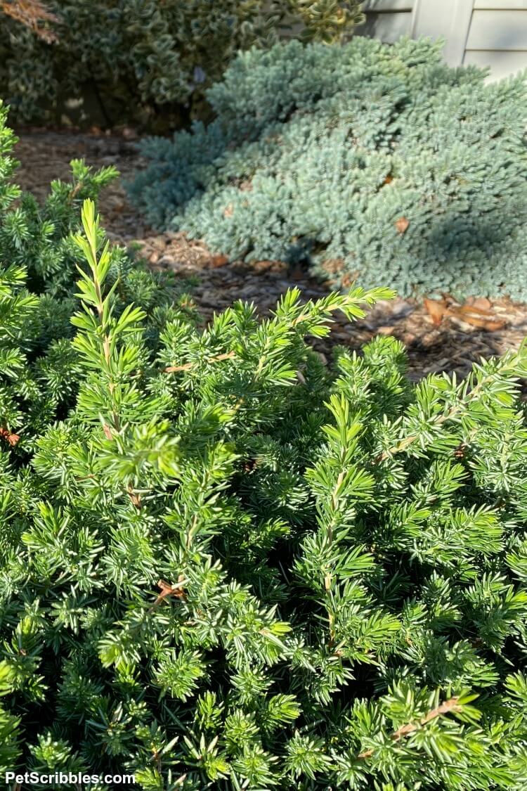 small green juniper shrub next to small blue-green juniper shrub