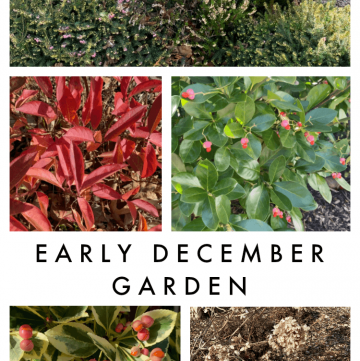 early December garden tour