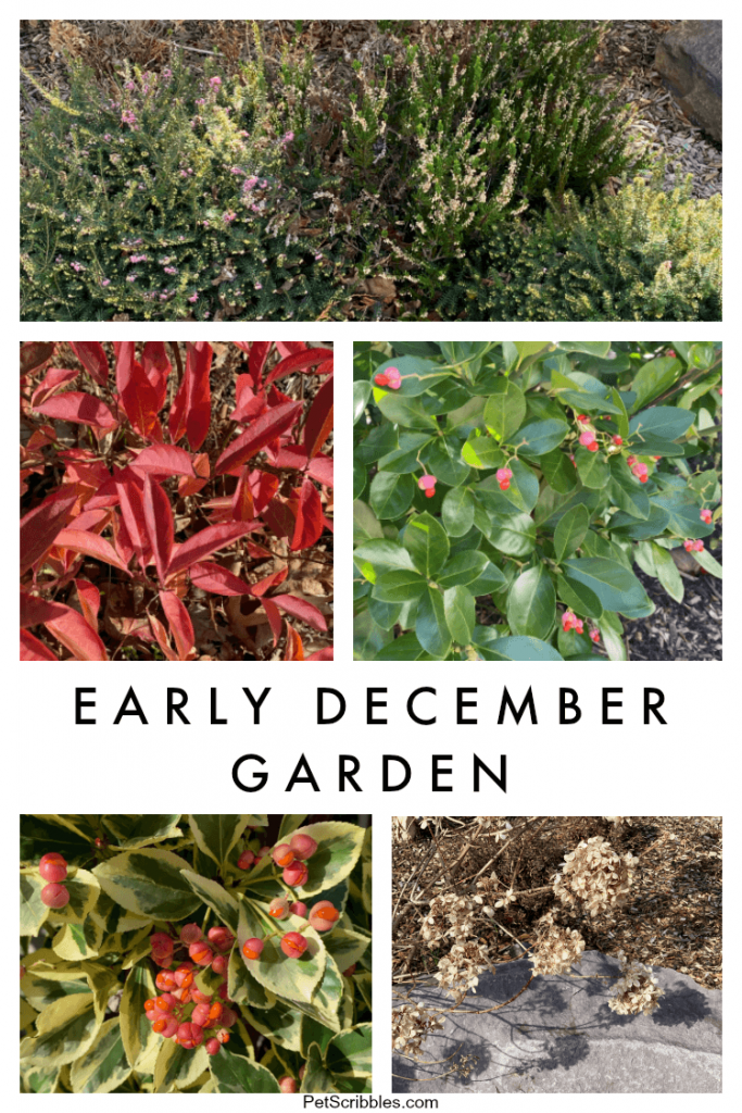 early December garden tour