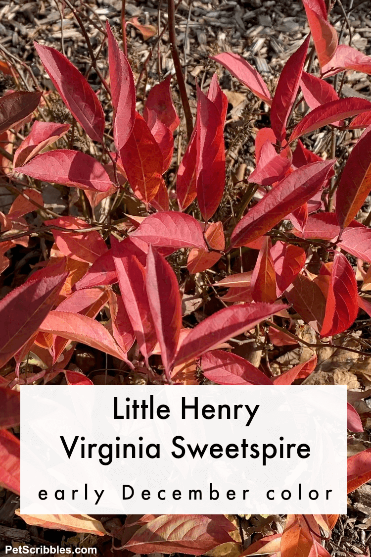 Little Henry Virginia Sweetspire red leaves