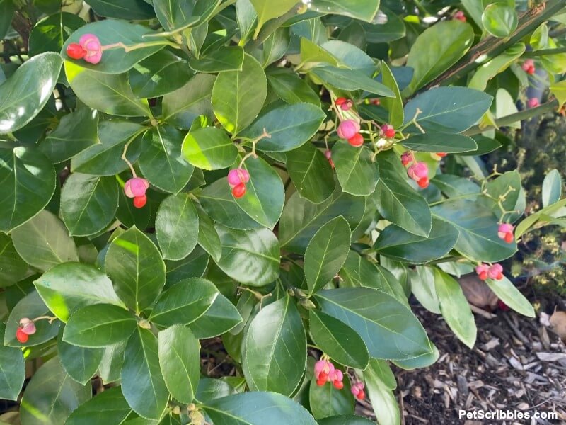 Manhattan Euonymus berries