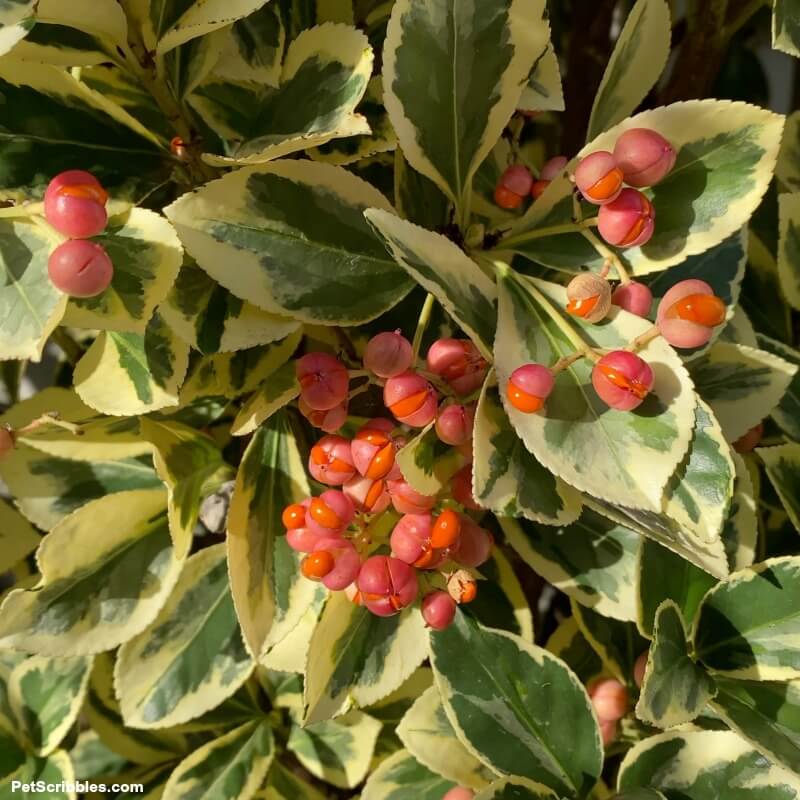 Silver King Euonymus berries