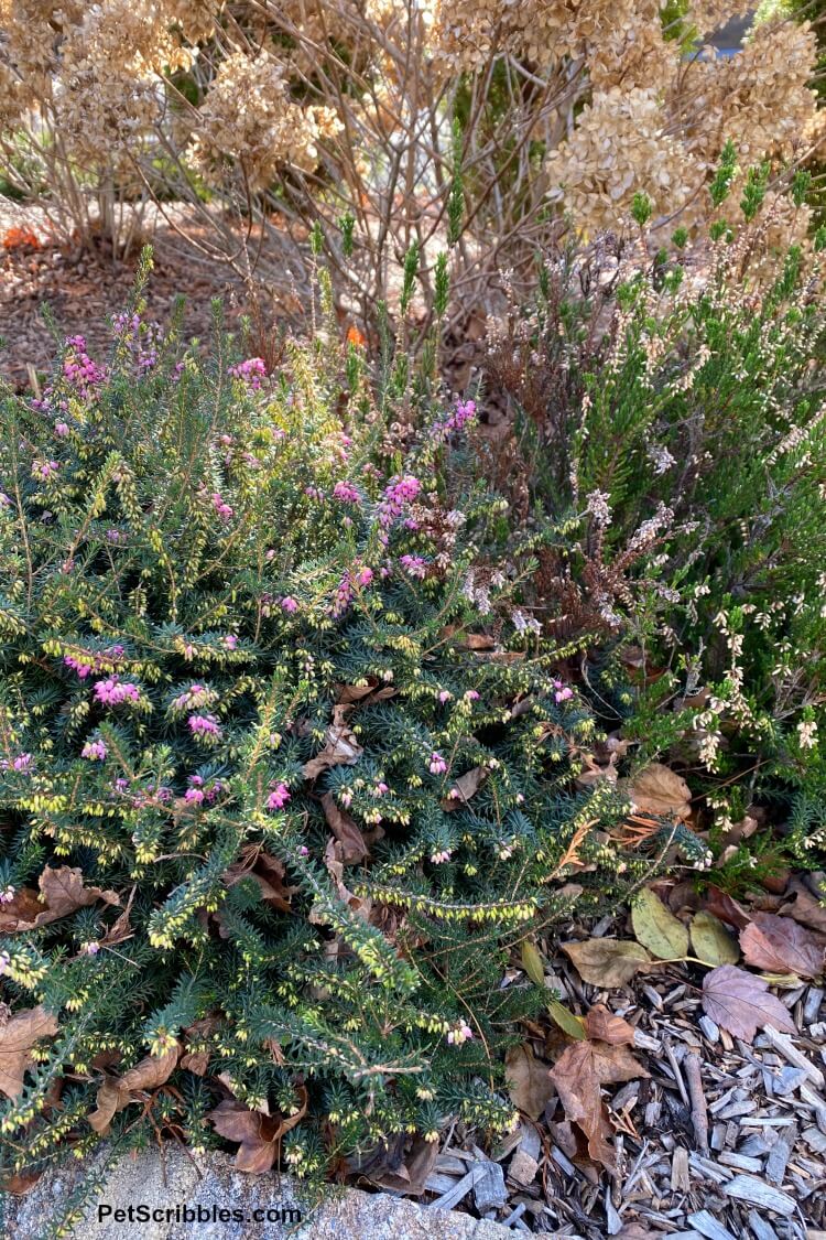 blooming Winter heath and heather