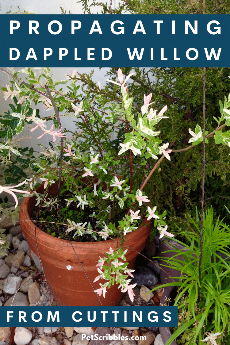 Learn how to add more Dappled Willow shrubs to your landscape by propagating Dappled Willow cuttings from your original plant. Easy to do! (Plus you save money by not purchasing more shrubs!) via @petscribbles