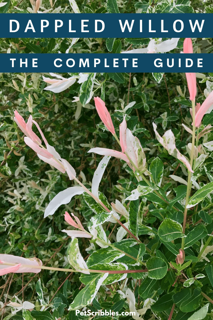 Dappled Willow is an easy-care shrub with gorgeous Spring and Summer color plus red twigs in Winter. Great for wet spots in your yard. Learn about Dappled Willow in this complete guide and see if it might be the perfect shrub for your landscape. via @petscribbles
