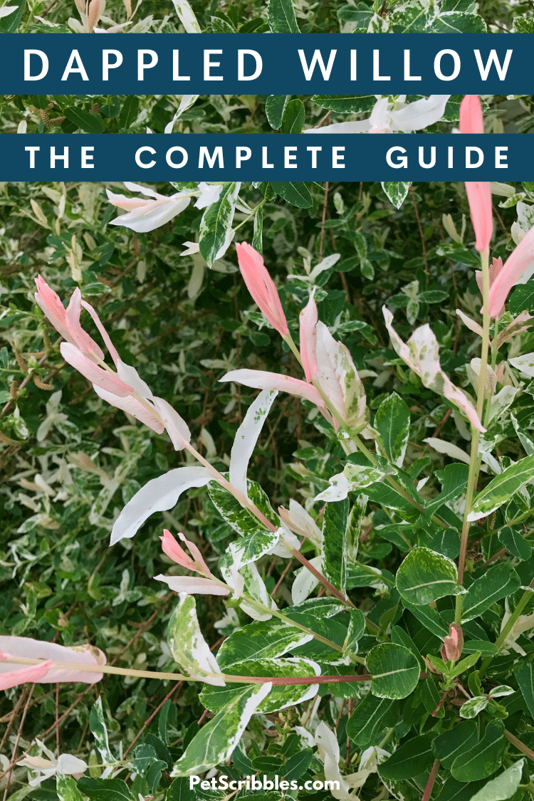 Image of Dappled willow bush in a garden