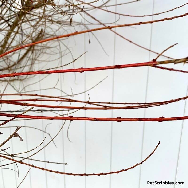 Dappled Willow Winter stem color