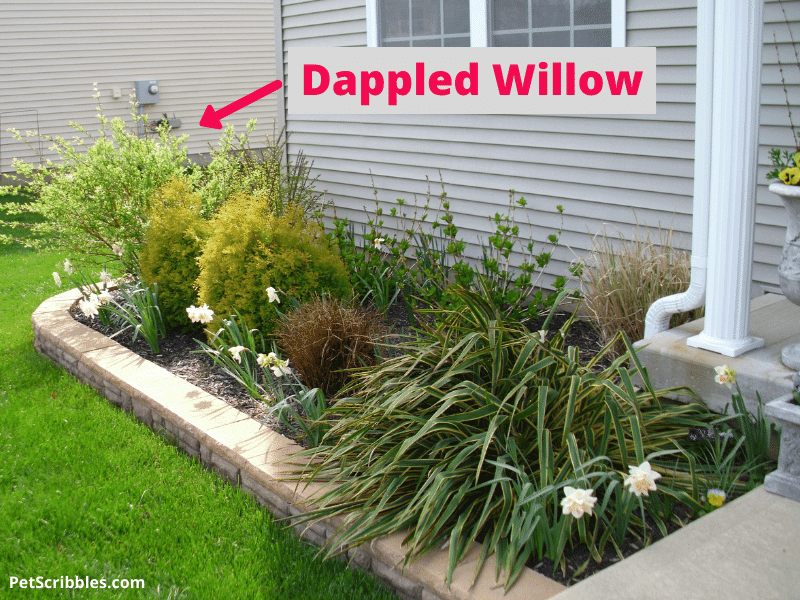 dappled willow in front yard garden