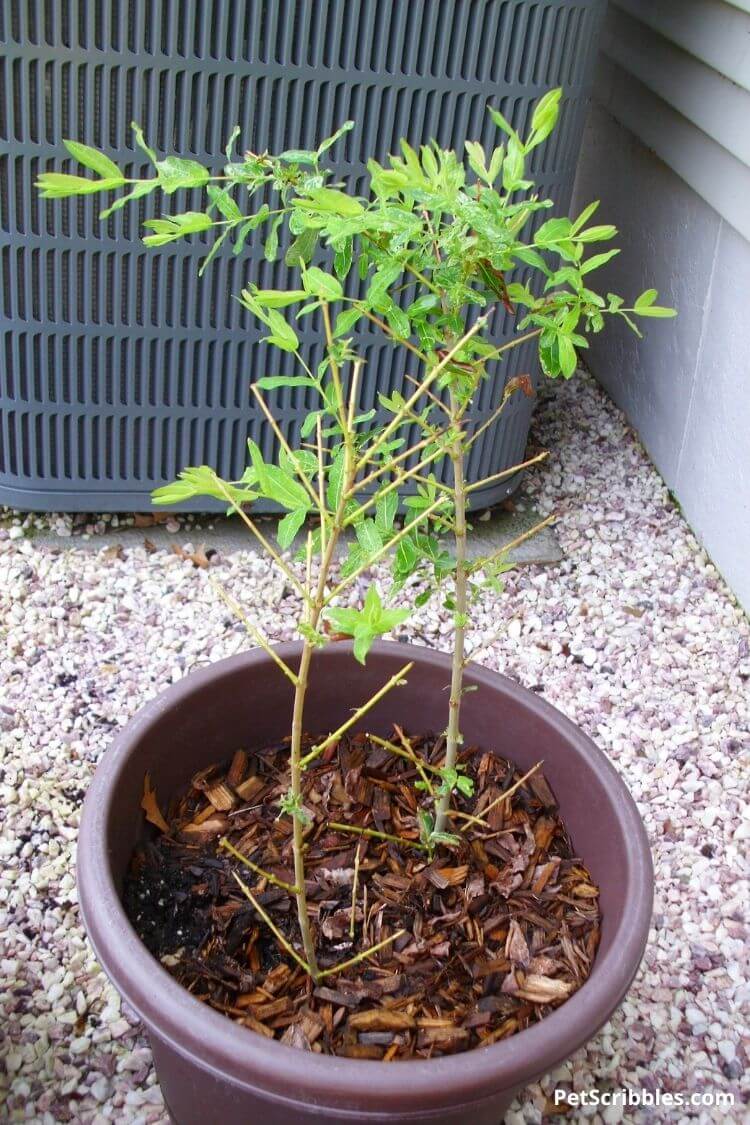 dappled willow seedlings in container pot