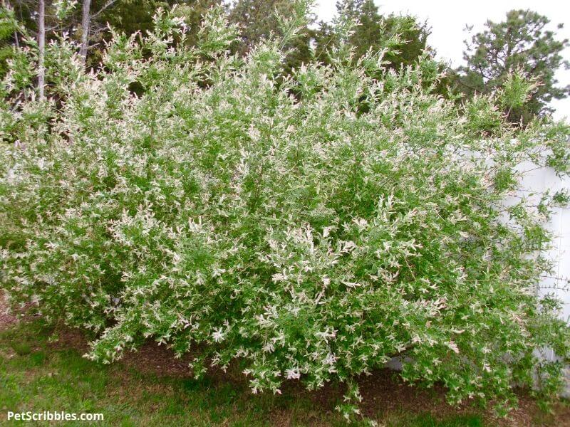 dappled willow shrubs