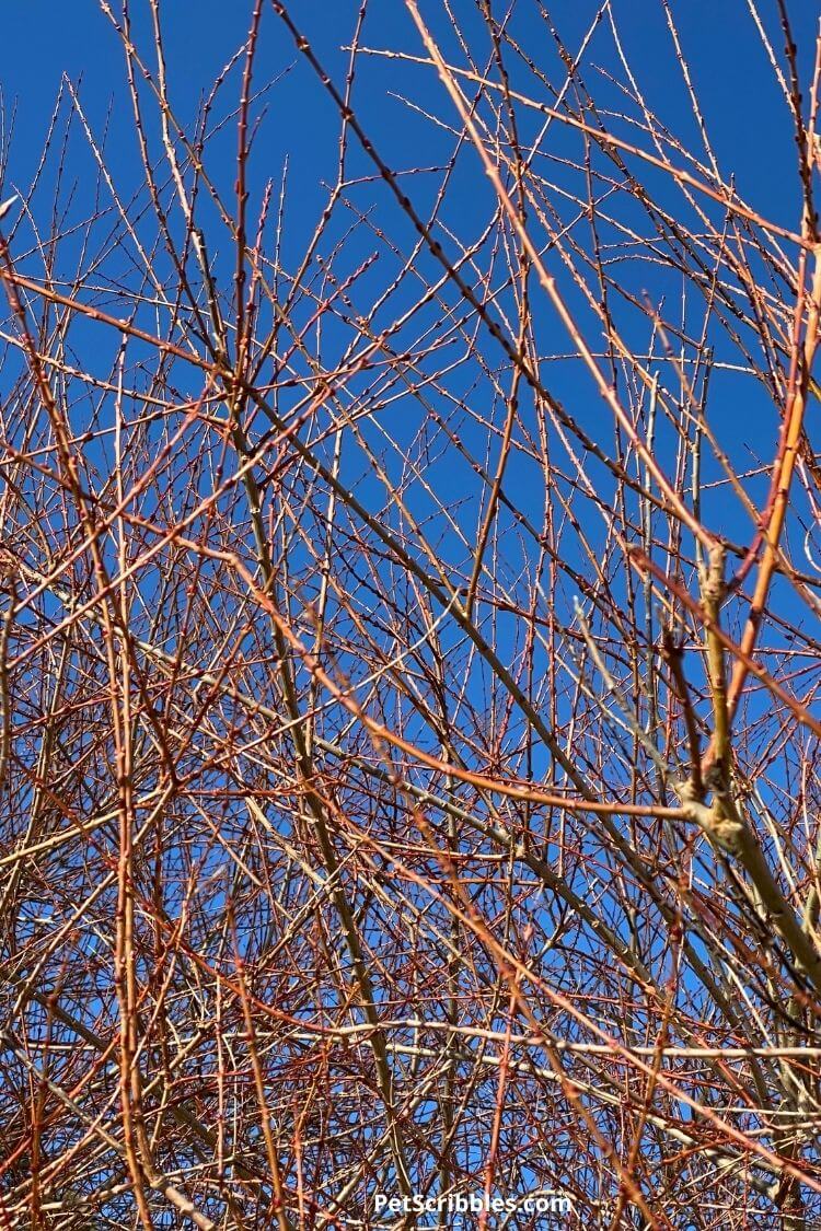 Dappled Willow stems against blue sky