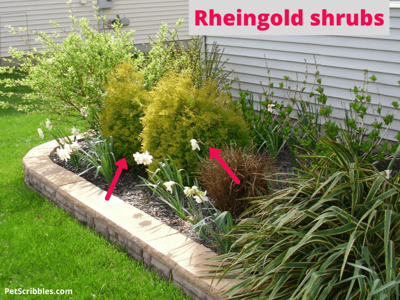 two rheingold shrubs in front yard garden