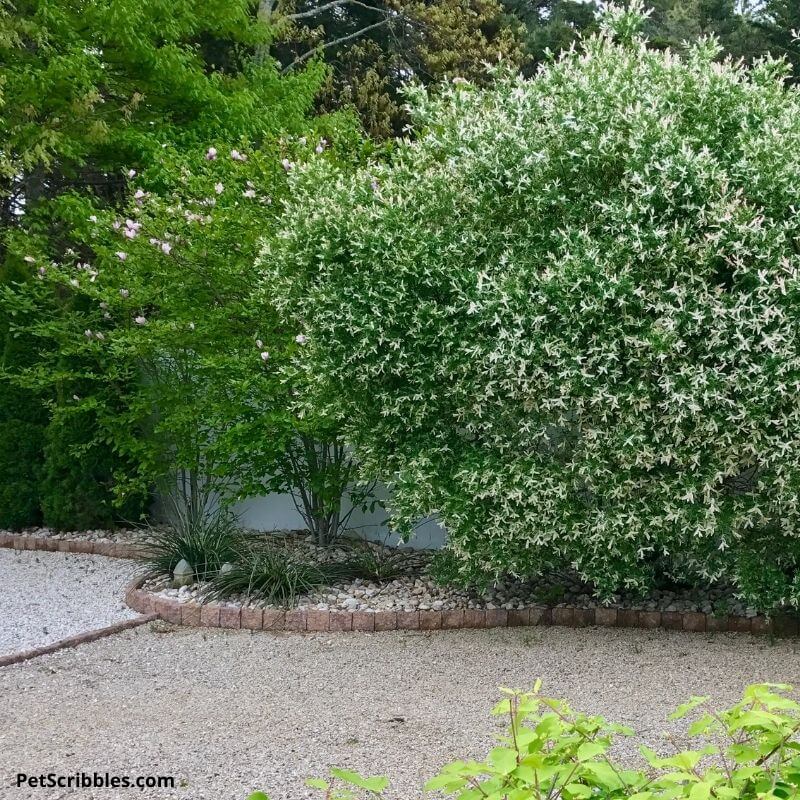 backyard shrubs