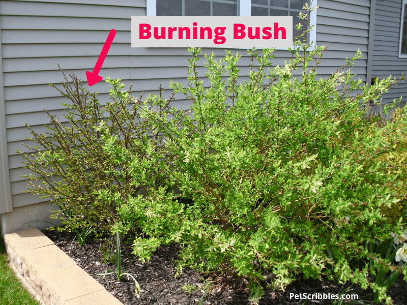 burning bush in early Spring