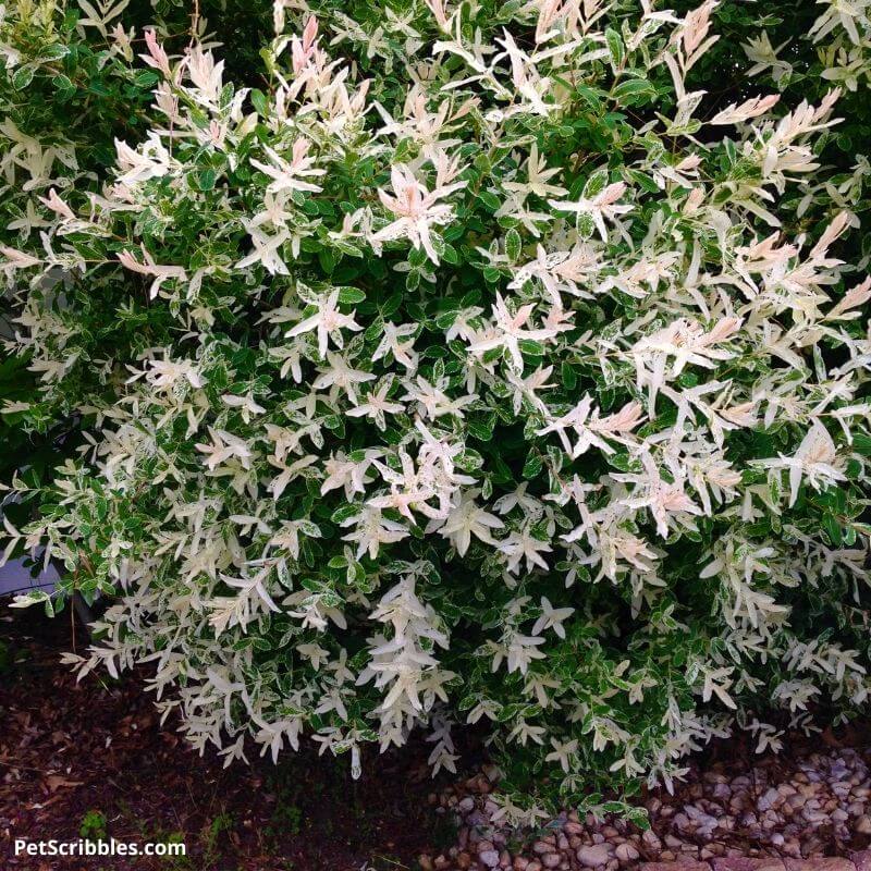 colorful dappled willow shrub